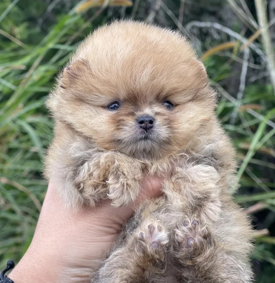 Cachorro Pomerania en Colombia