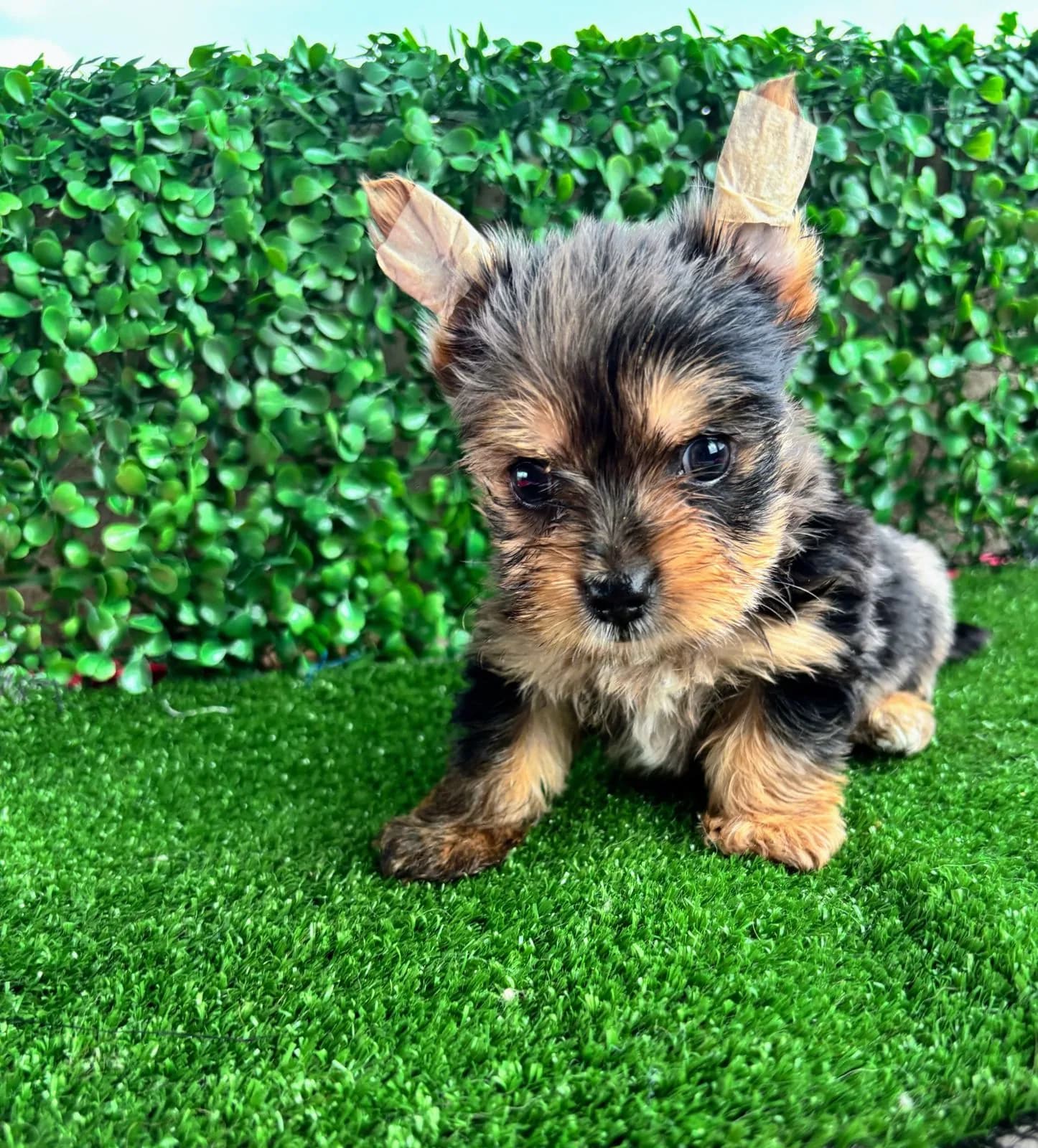Cachorro Yorkshire terrier en Colombia