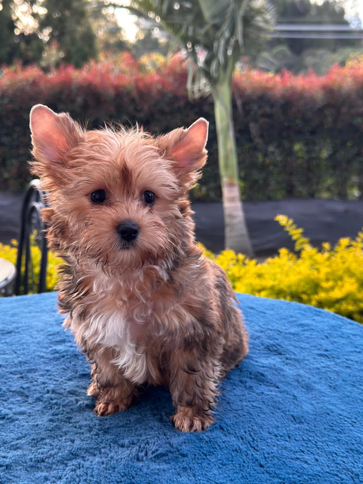 Cachorro Yorkshire terrier en Colombia