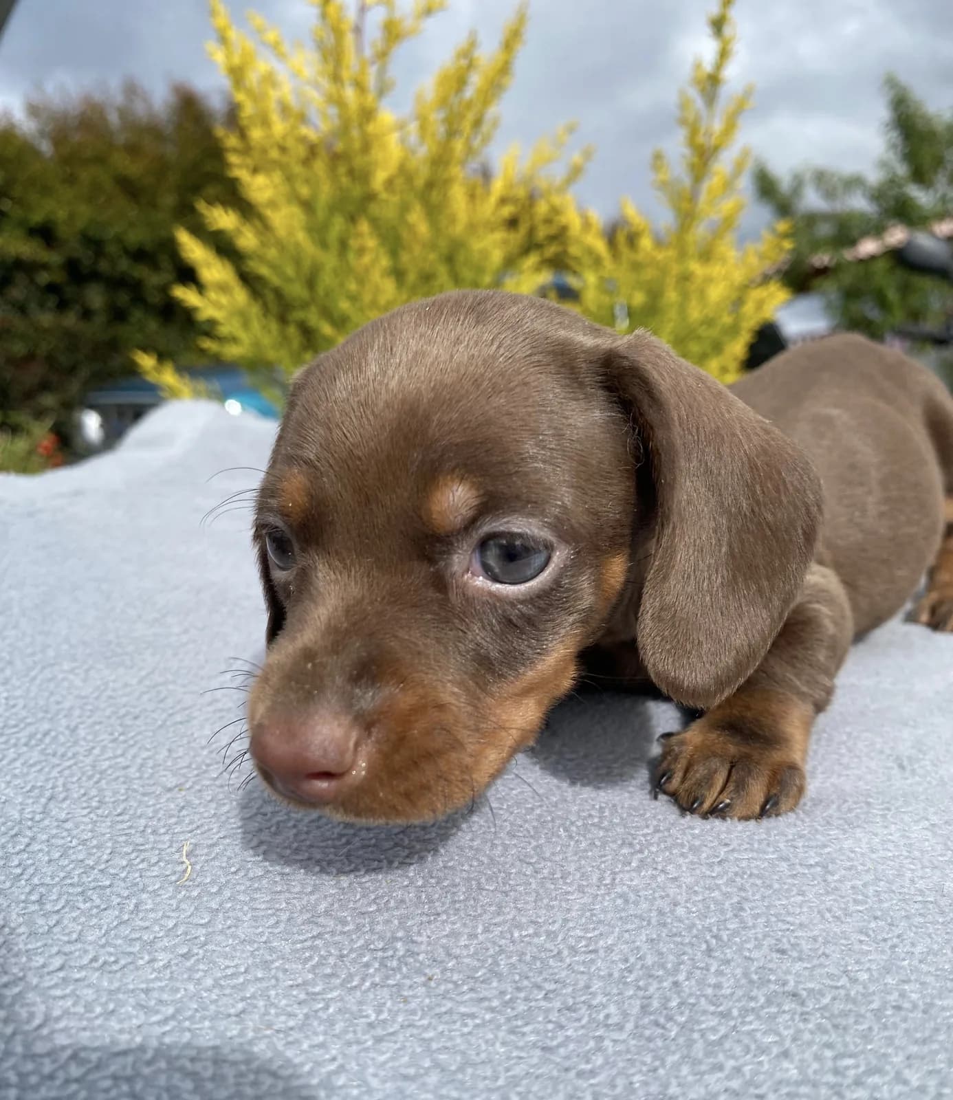 Cachorro Teckel en Colombia