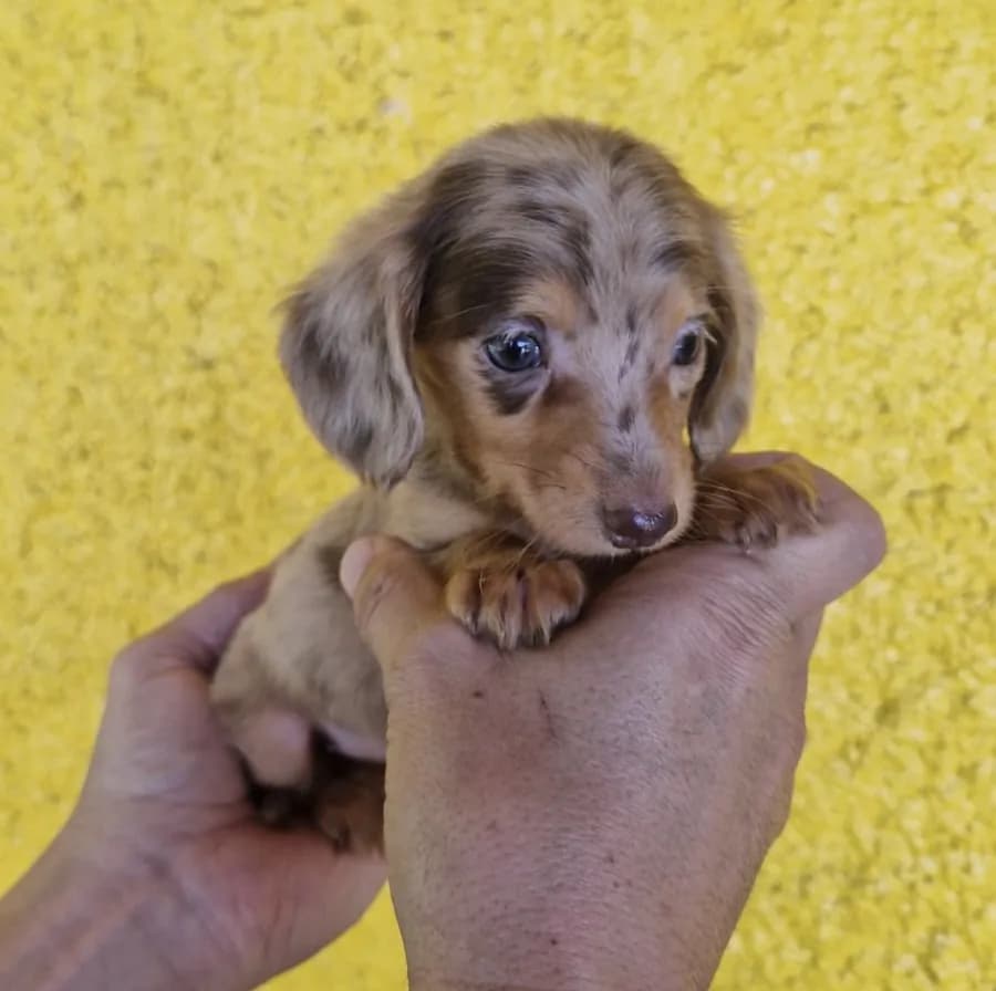 Cachorro Teckel en Colombia