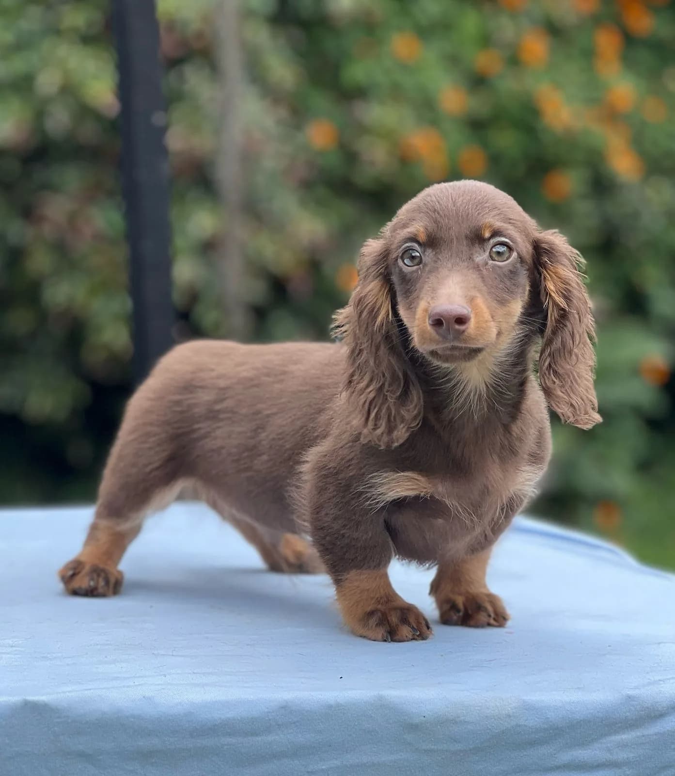Cachorro Teckel en Colombia