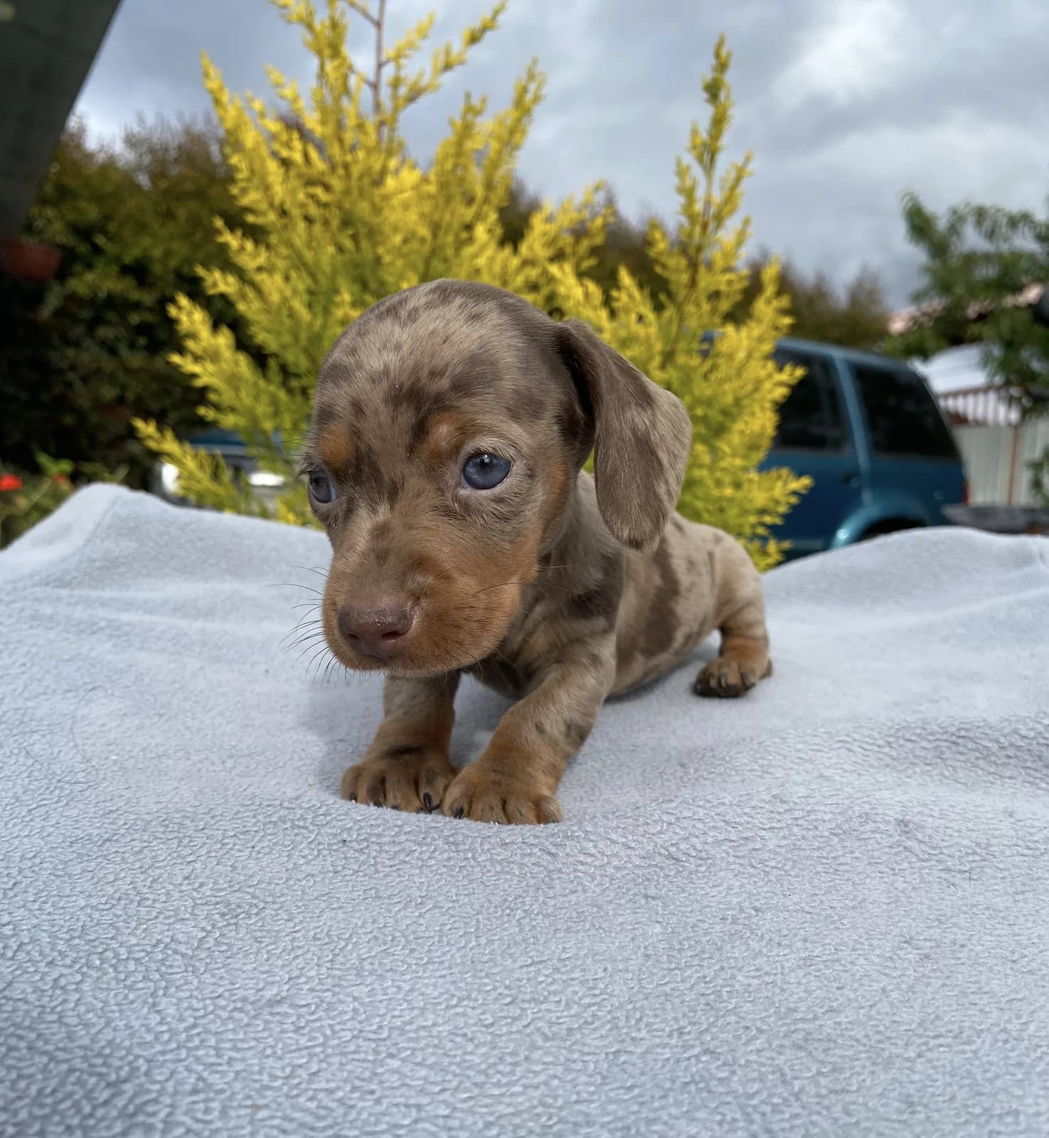 Cachorro Teckel en Colombia