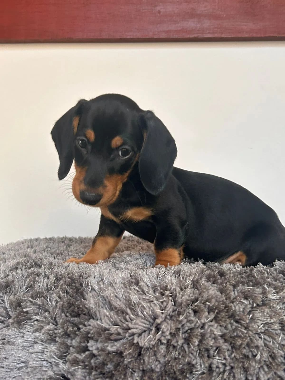 Cachorro Teckel en Colombia