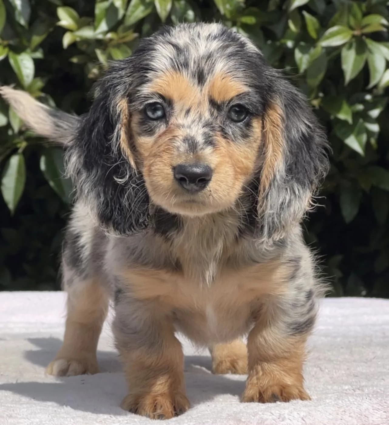 Cachorro Teckel en Colombia