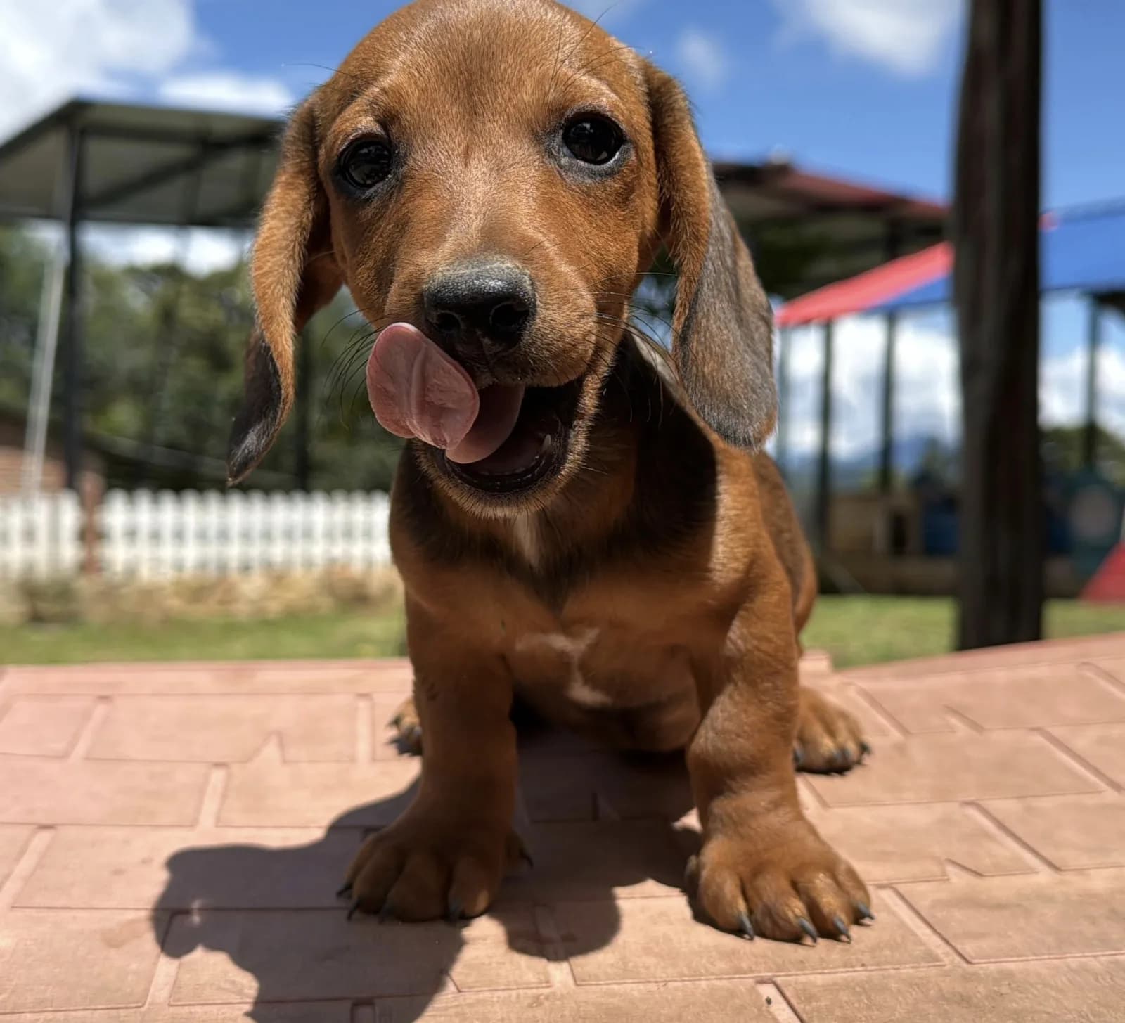 Cachorro Teckel en Colombia