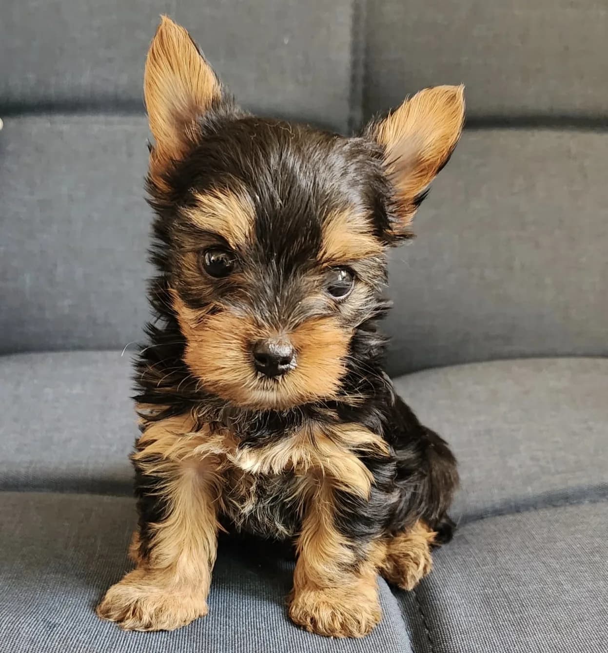 Cachorro Yorkshire terrier en Colombia
