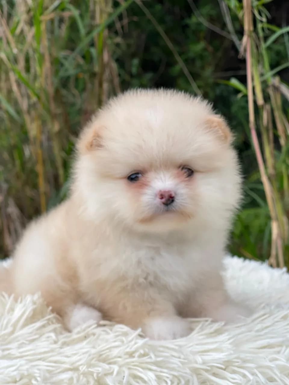 Cachorros de Pomerania en venta en Colombia