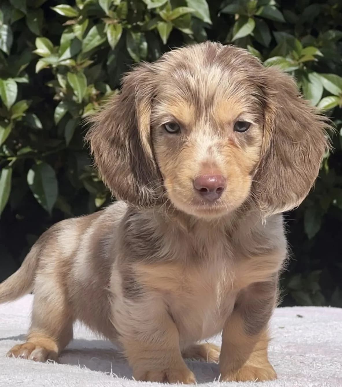 Cachorros de Dachshund en venta en Colombia