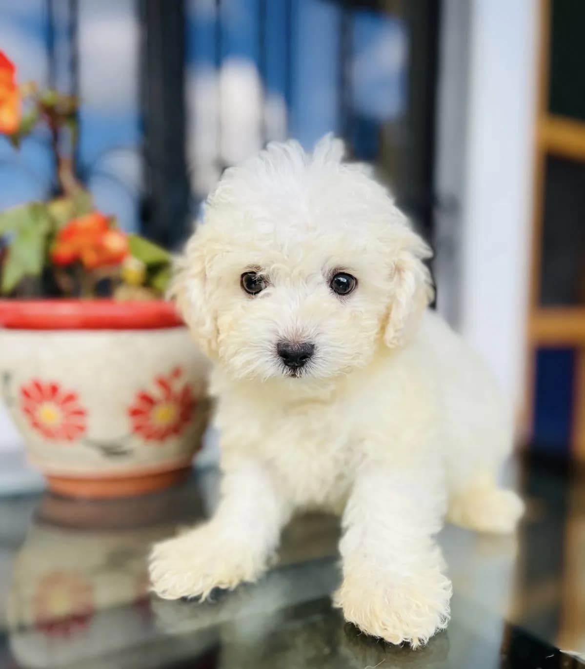 Cachorro Caniche en Colombia