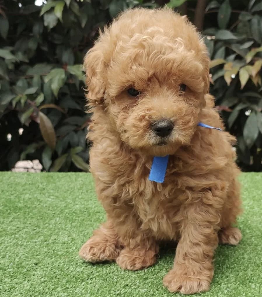 Cachorro Caniche en Colombia