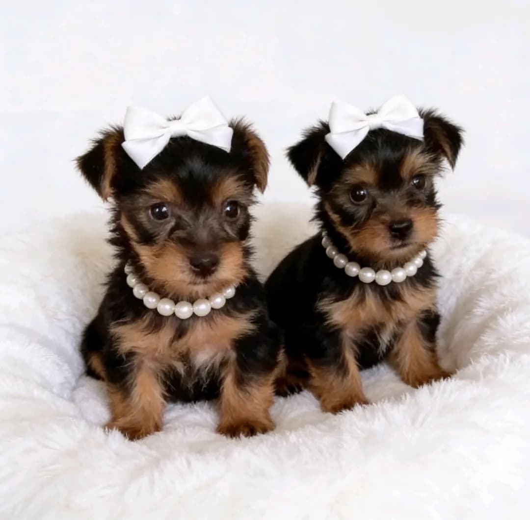 Cachorro Yorkie en Colombia