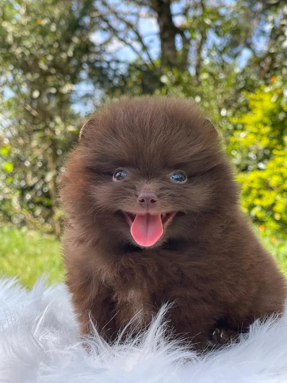 Cachorro Pomerania en Colombia