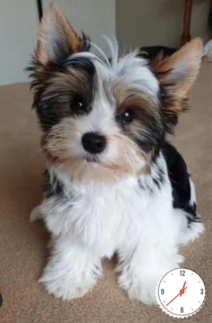 Cachorro Yorkie en Colombia