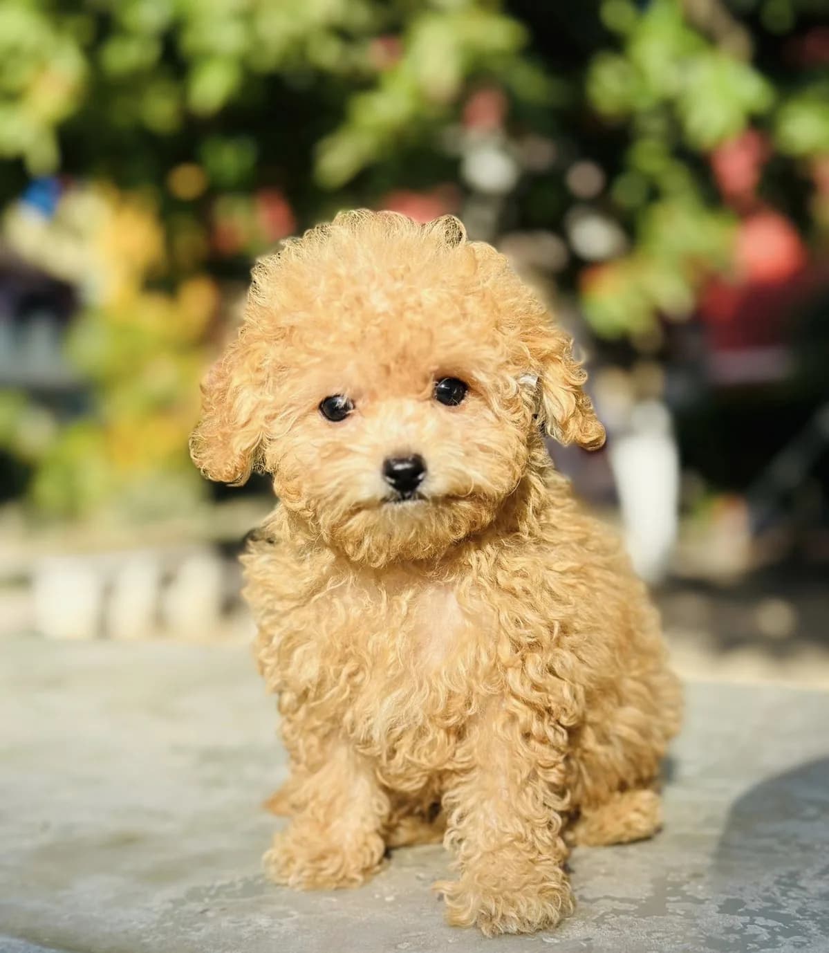 Cachorro Caniche en Colombia