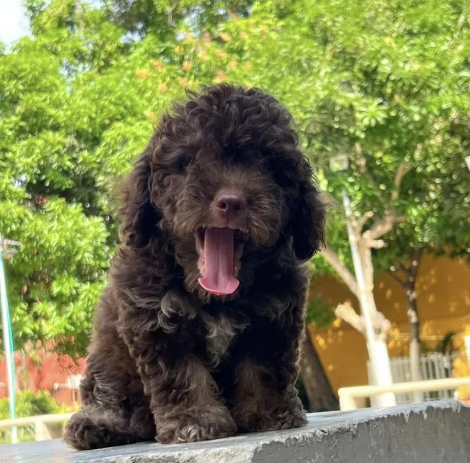 Cachorro Caniche en Colombia