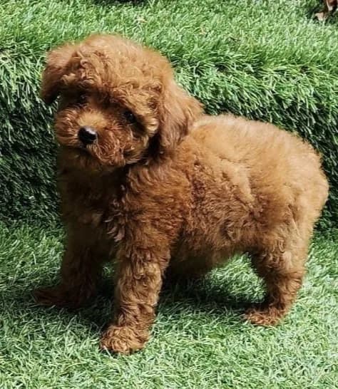 Cachorro Caniche en Colombia