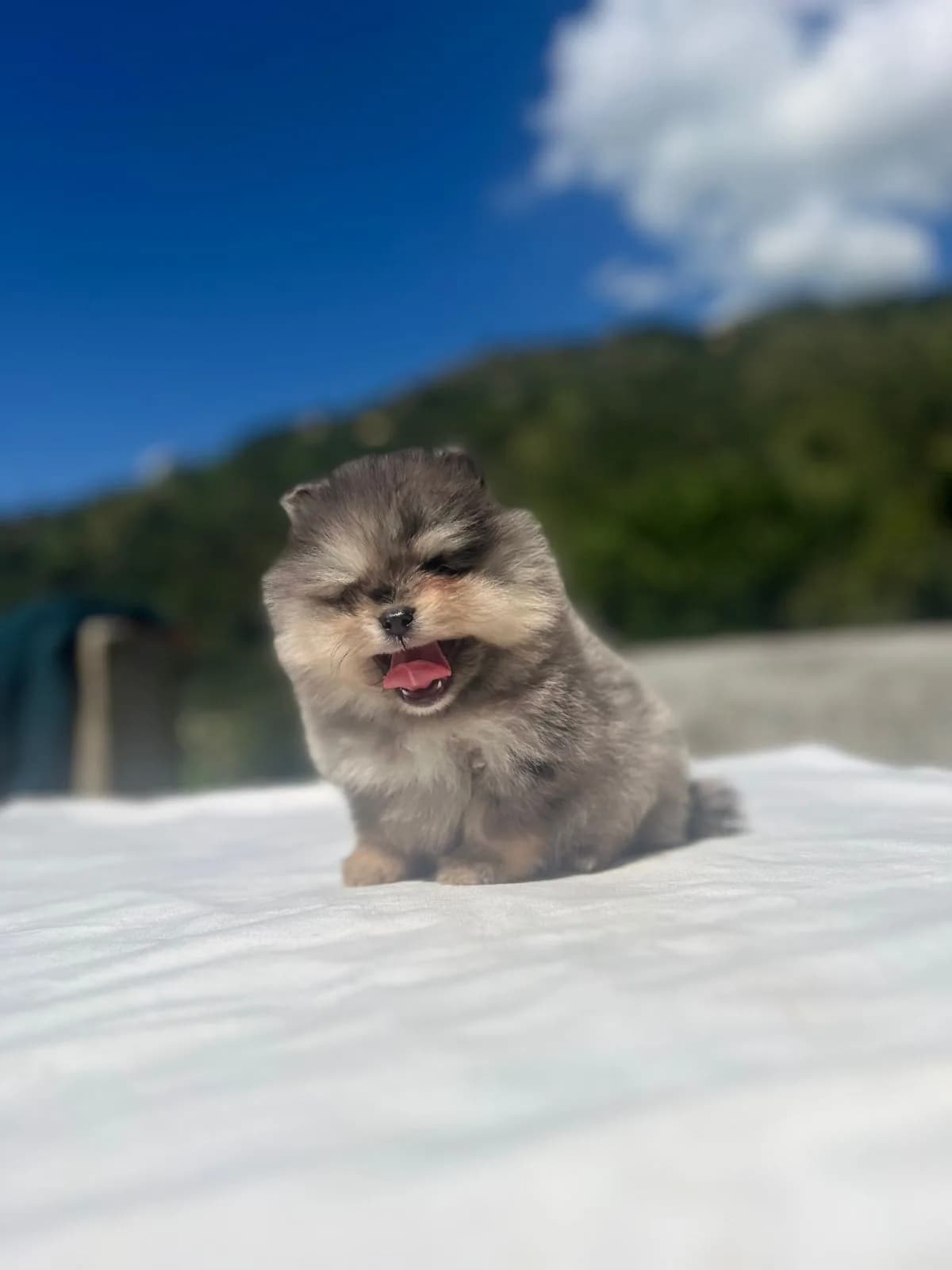 Cachorro Pomerania en Colombia