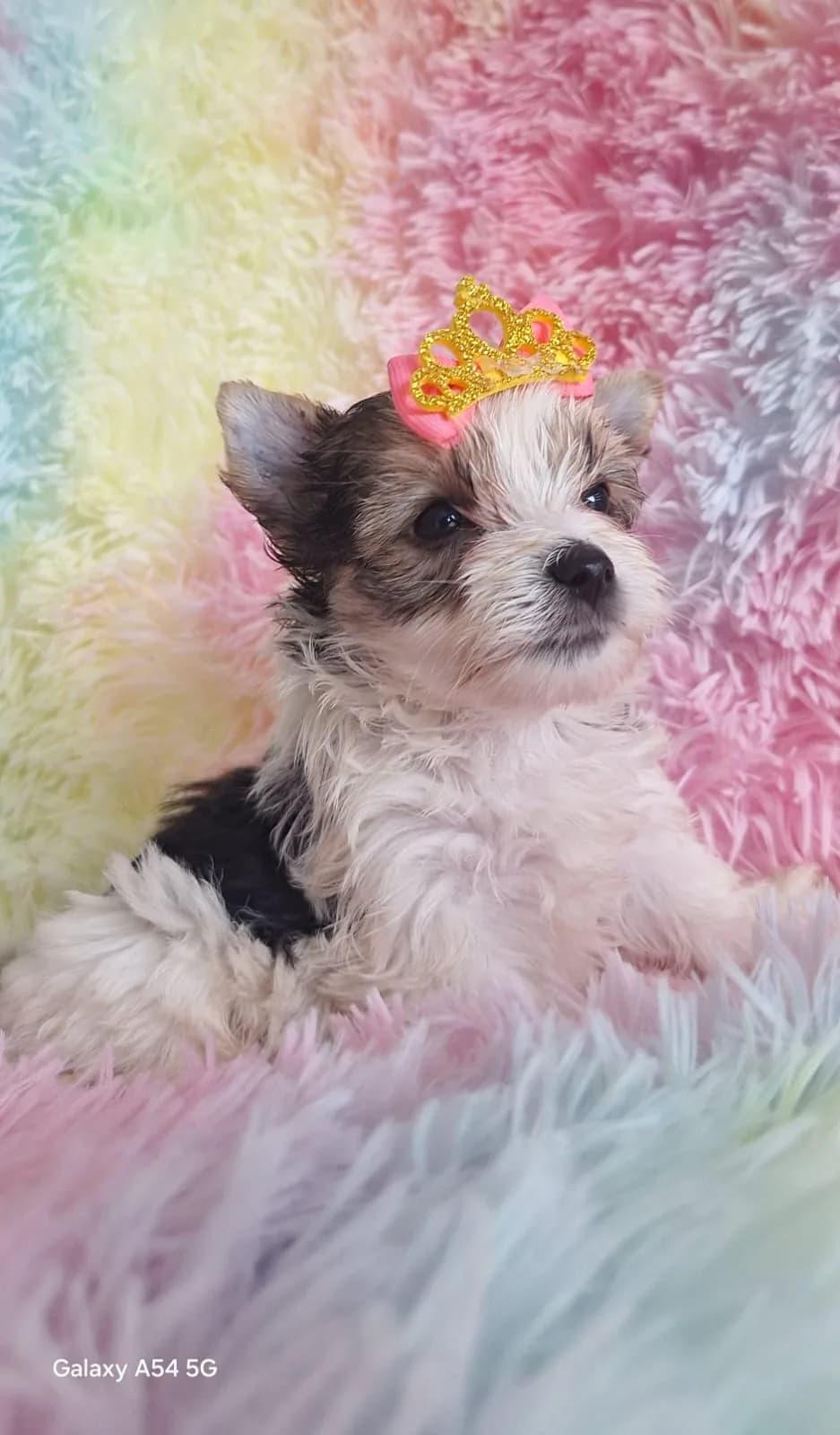 Cachorro Yorkie en Colombia