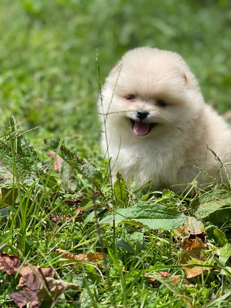 Cachorro Pomerania en Colombia