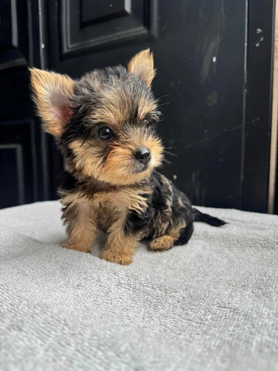 Cachorro Yorkie en Colombia