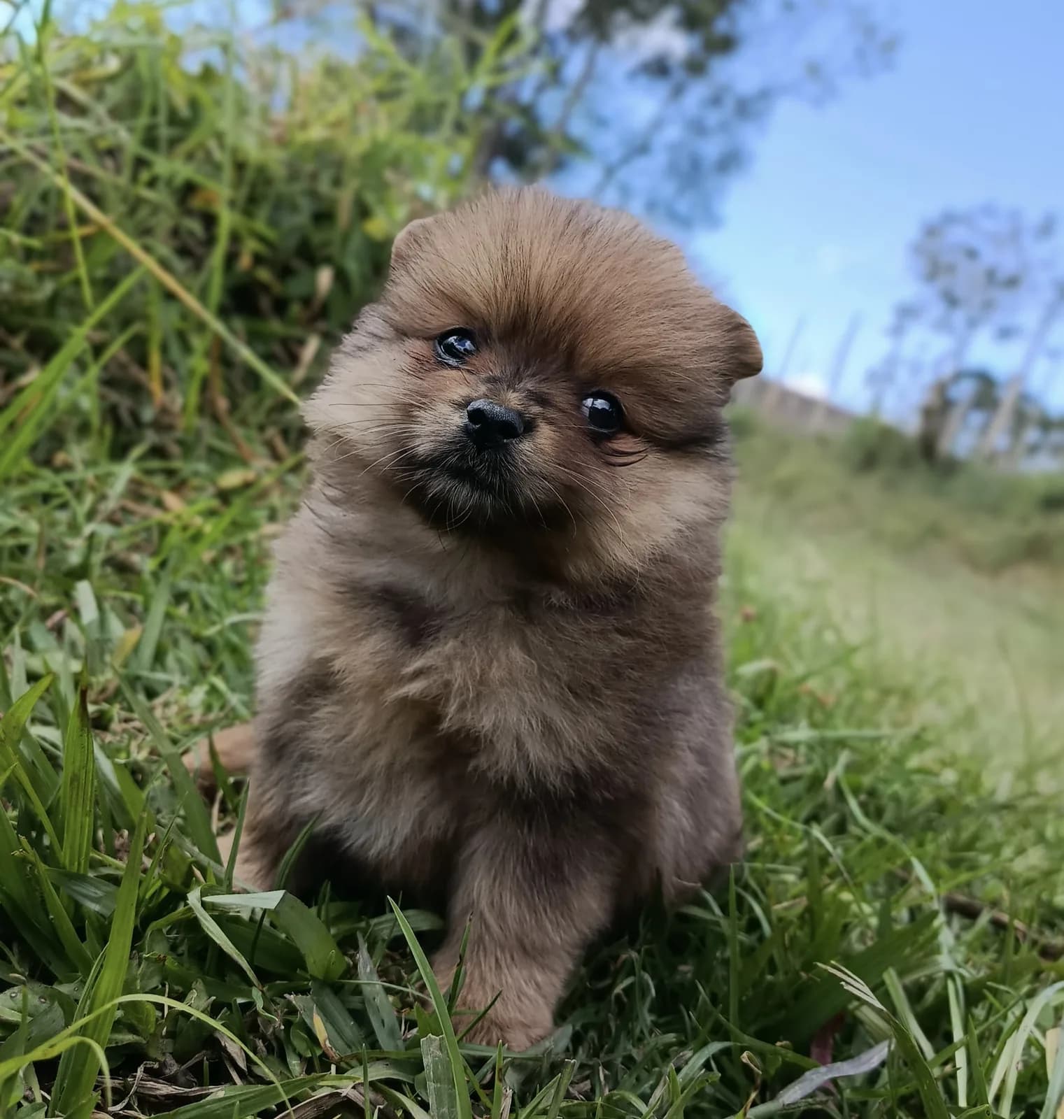 Cachorro Pomerania en Colombia